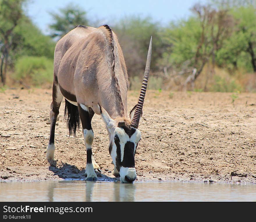 An Oryx bull, with only one horn, at a watering hole on a game ranch in Namibia, Africa. An Oryx bull, with only one horn, at a watering hole on a game ranch in Namibia, Africa