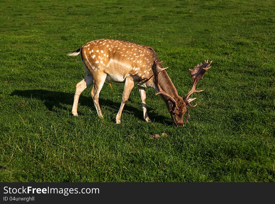 A fallow deer buck in Pisz Forest (Johannisburger Heide) in Mazury.