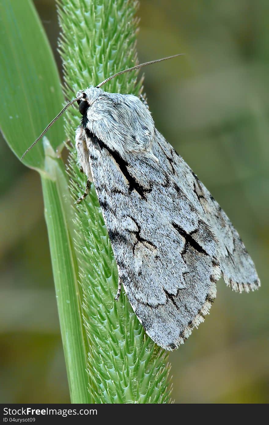 The large dagger (Acronicta cuspis) is a moth of the family Noctuidae.