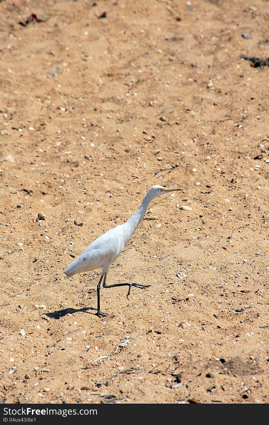 A white common heron runs in the sandy beach from sri lanka