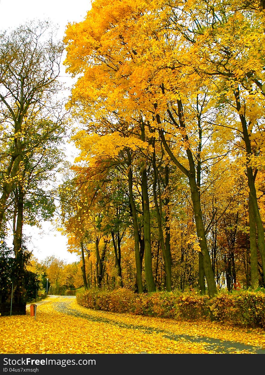 Colorful autumn trees line a walking path. Colorful autumn trees line a walking path.