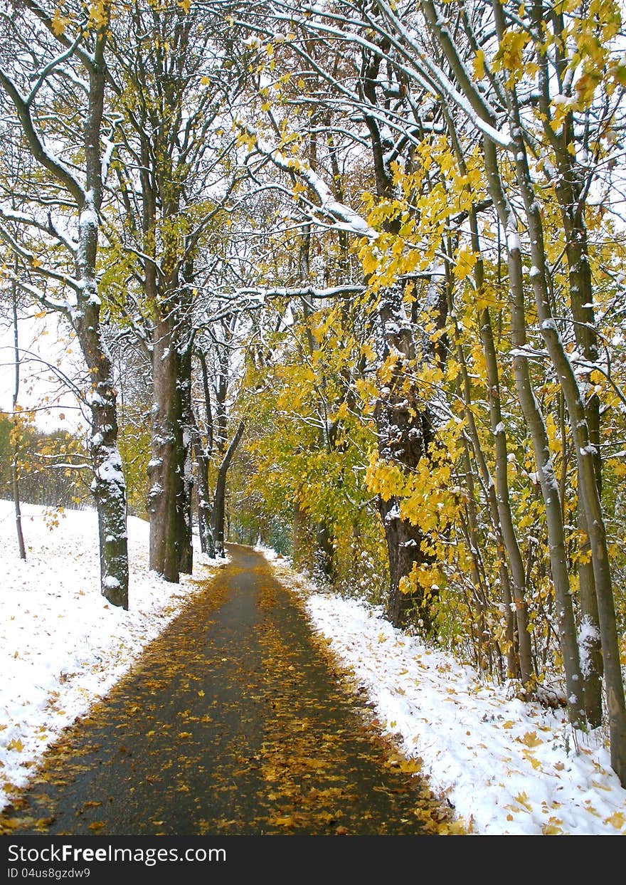 Straight walking path lined with snow in autumn. Straight walking path lined with snow in autumn.