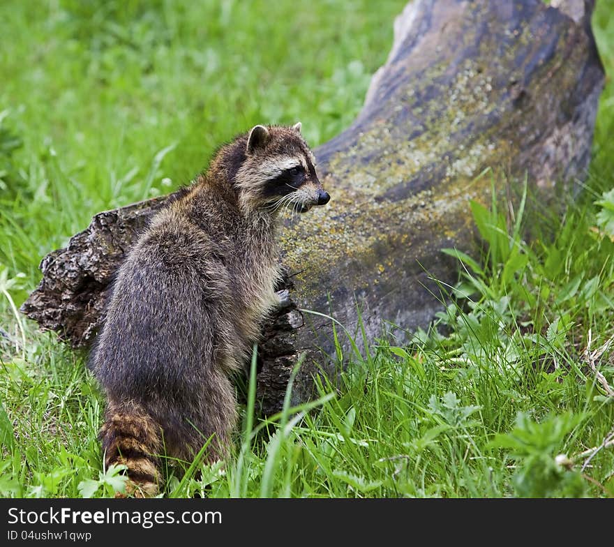 Raccoon Standing By Log