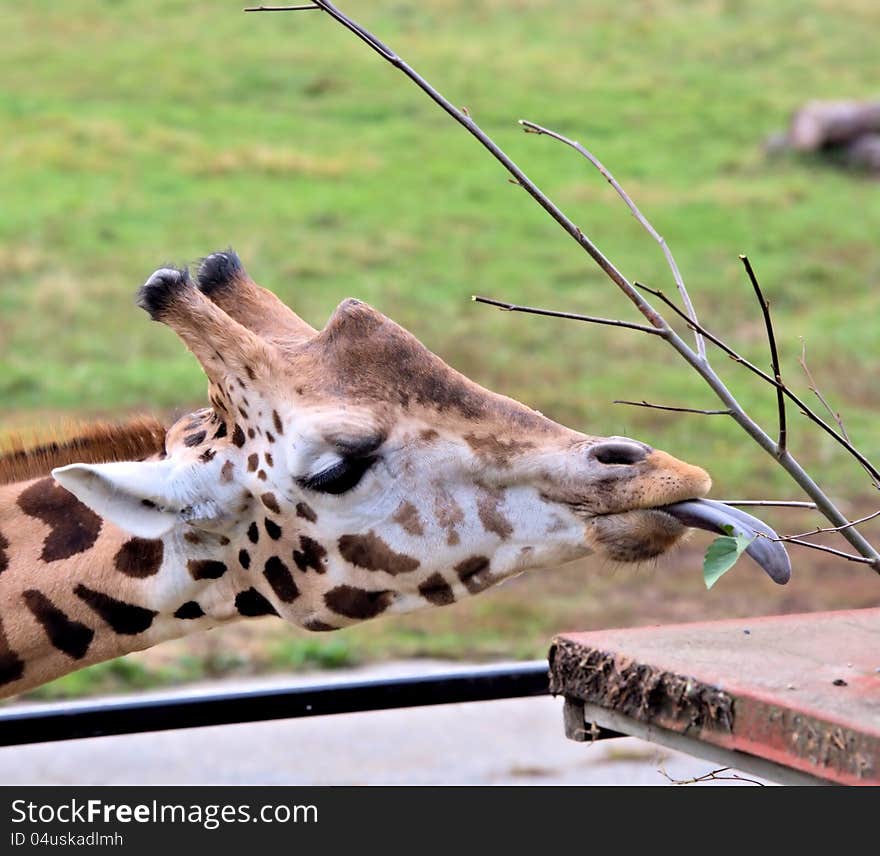 Giraffe with tongue outside trying to eat a leaf