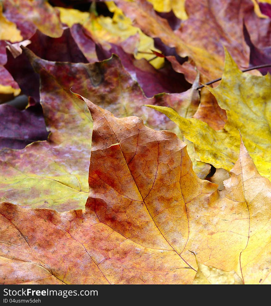 Background with autumn maple leaves. Background with autumn maple leaves