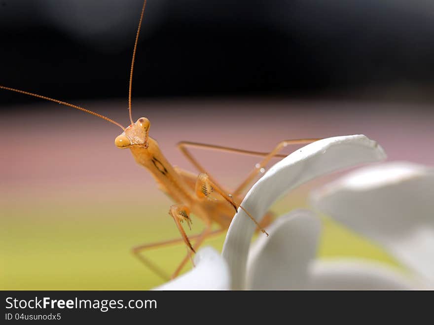 Praying mantis on white flower.