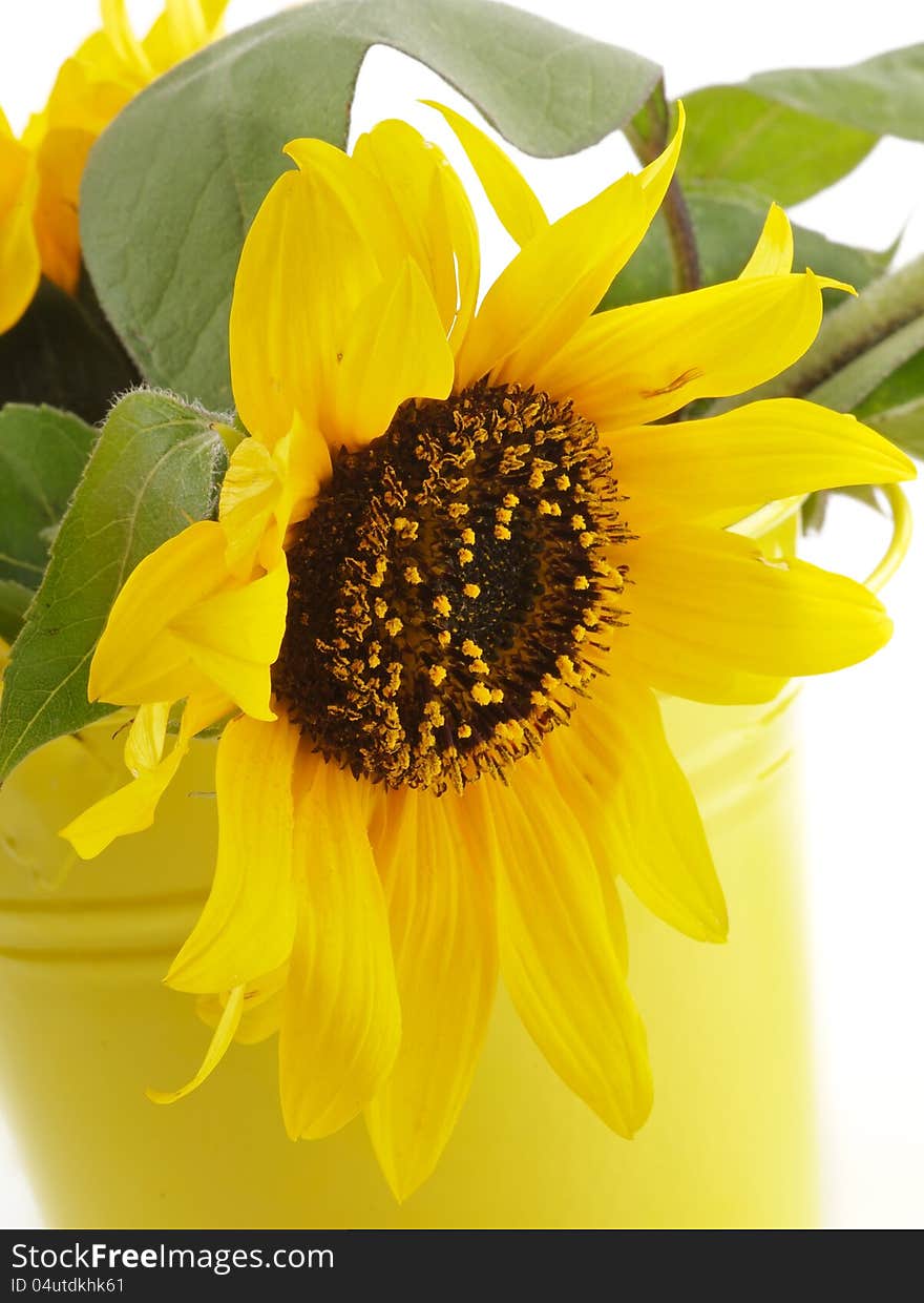 Perfect Sunflower with Leafs in Yellow Bucket closeup on white background. Perfect Sunflower with Leafs in Yellow Bucket closeup on white background