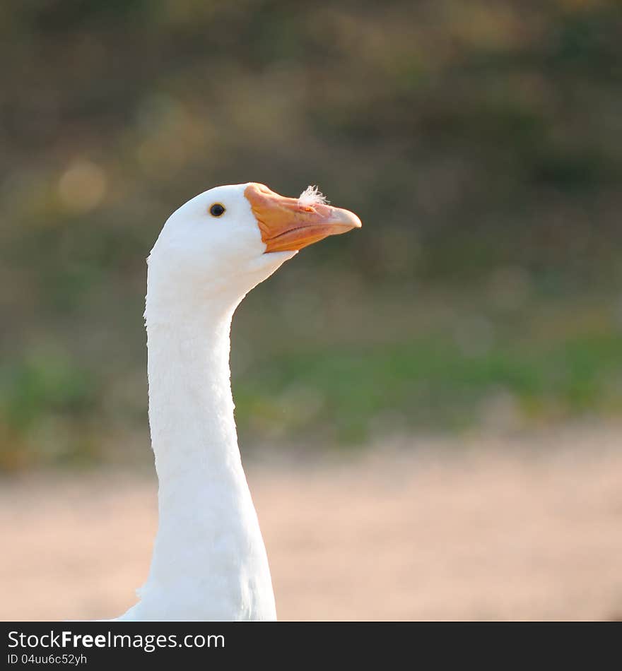 Domestic Goose with Feather in Its Nostril