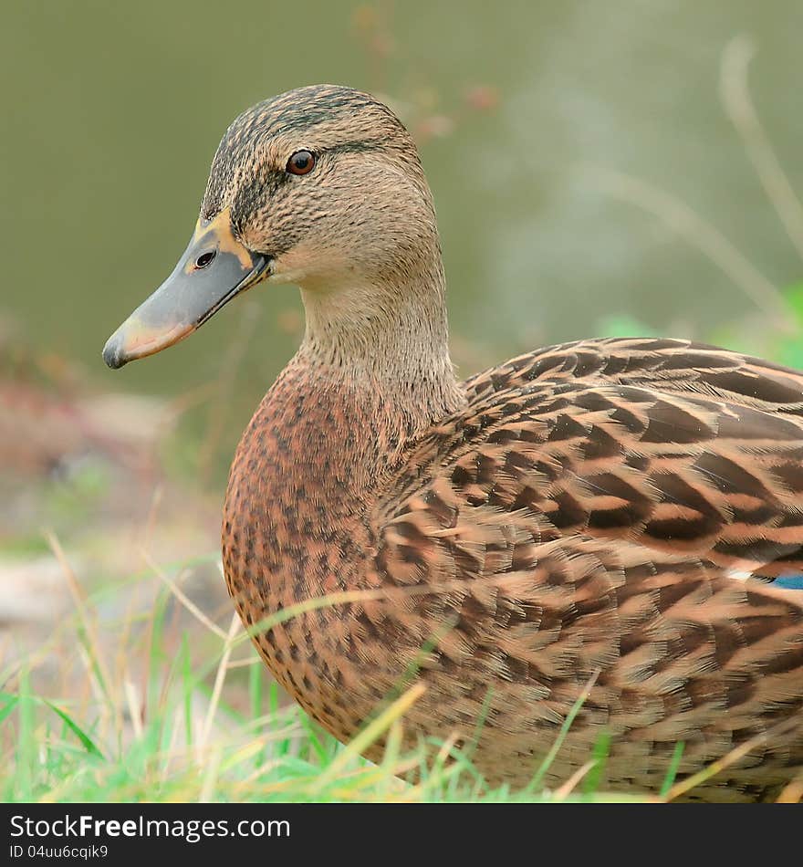 Cute Mallard Duck Close-Up