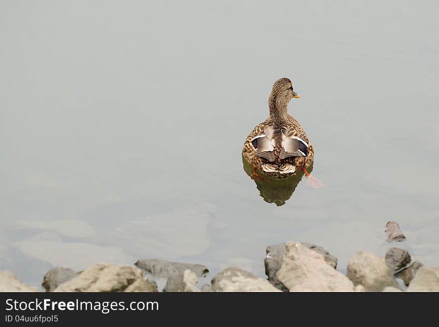 Back view of a female mallard duck swimming away from a stony shore. Back view of a female mallard duck swimming away from a stony shore