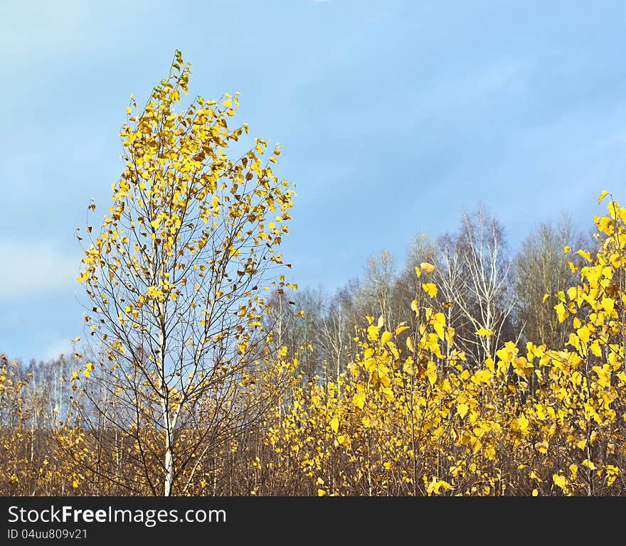 Young birch grove in the late autumn. Young birch grove in the late autumn