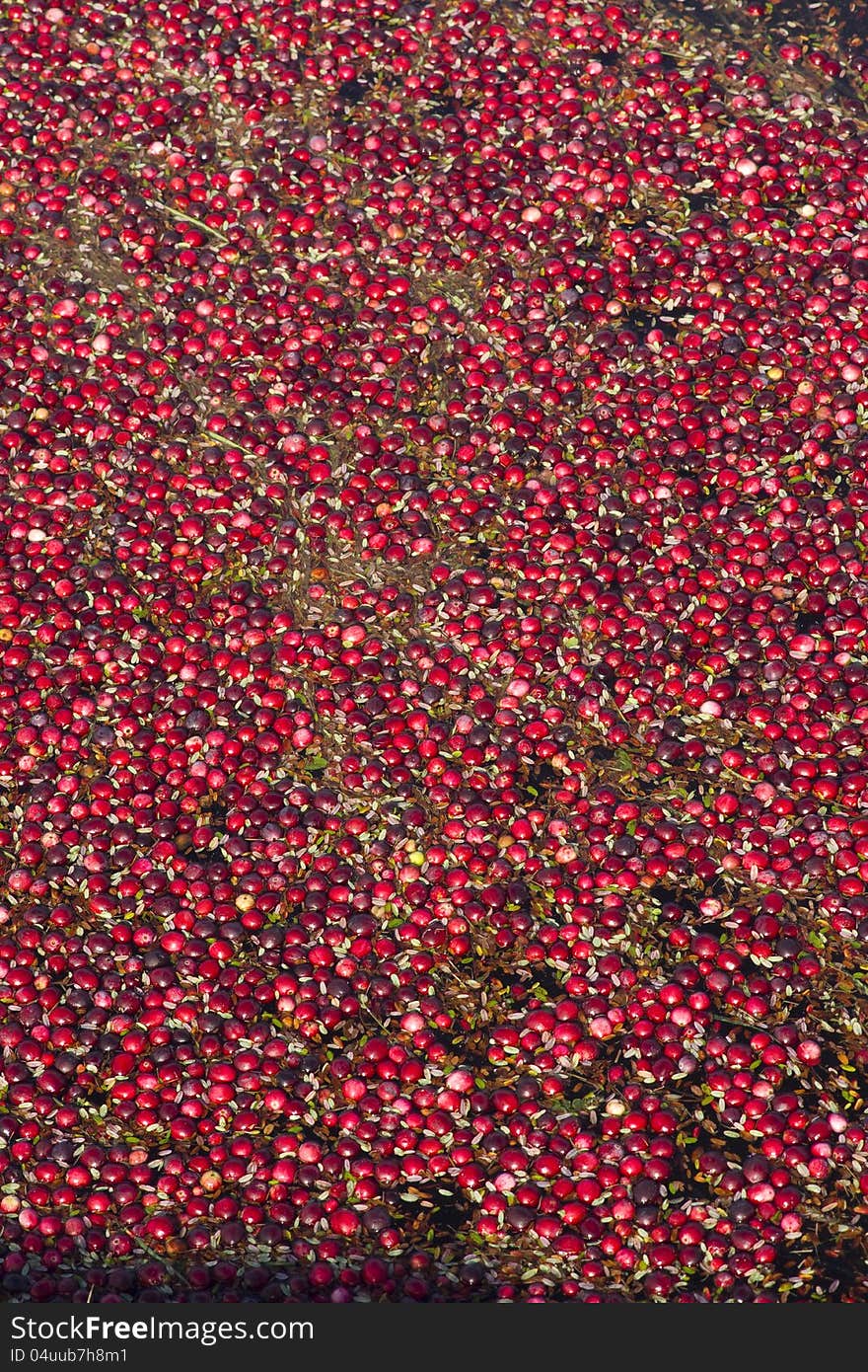 Food Grade Cranberries Floating in the Bog