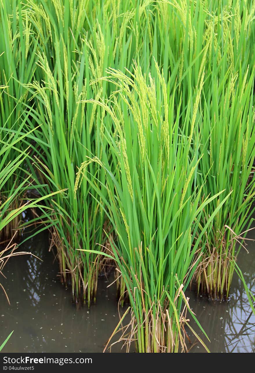 Green paddy