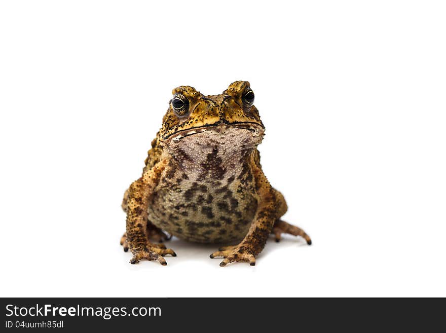 Closeup Toad