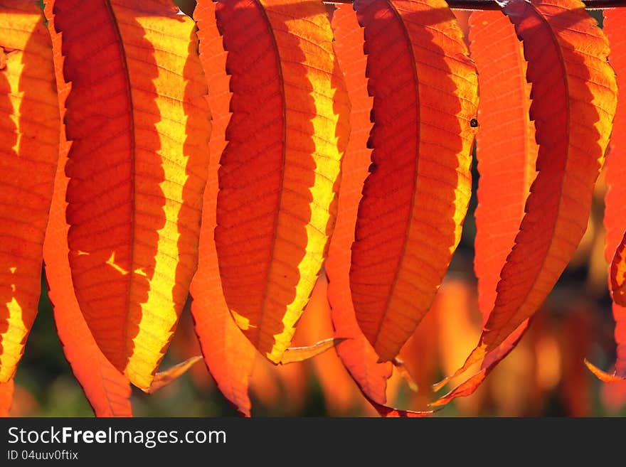 Autumnal leaves