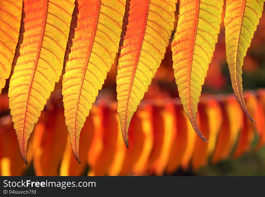 Autumnal leaves