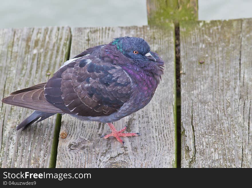 This pigeon puffed his feathers and was standing on one foot to preserve warmth. This pigeon puffed his feathers and was standing on one foot to preserve warmth.