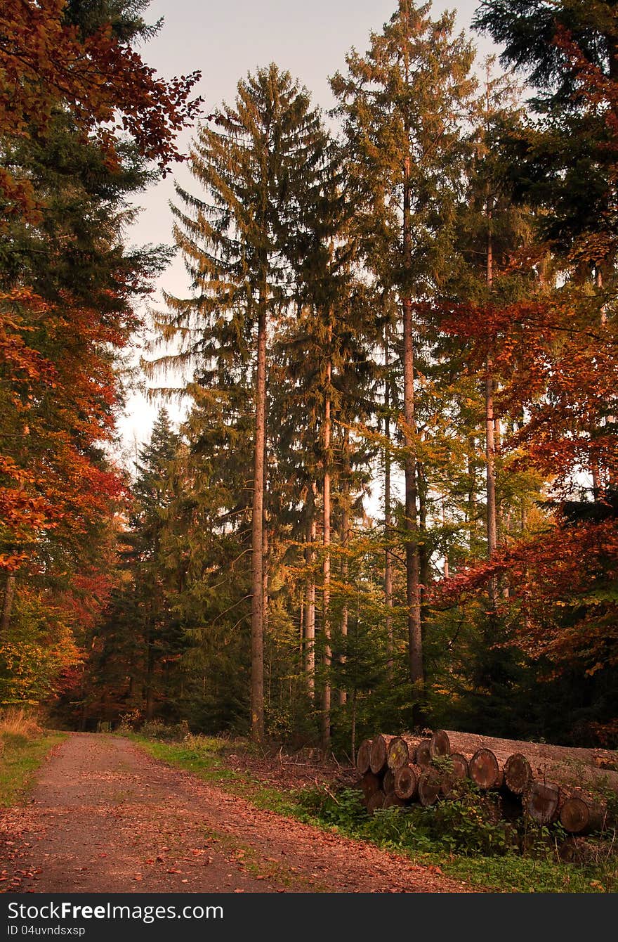 Pathway through the autumn forest