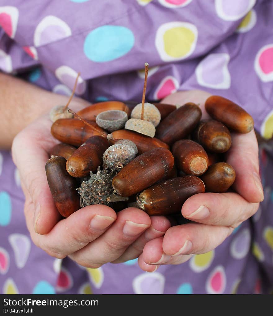 Man handful of acorns on a purple background