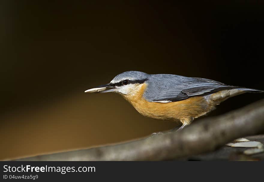 Nuthatch is perching on a tree branch