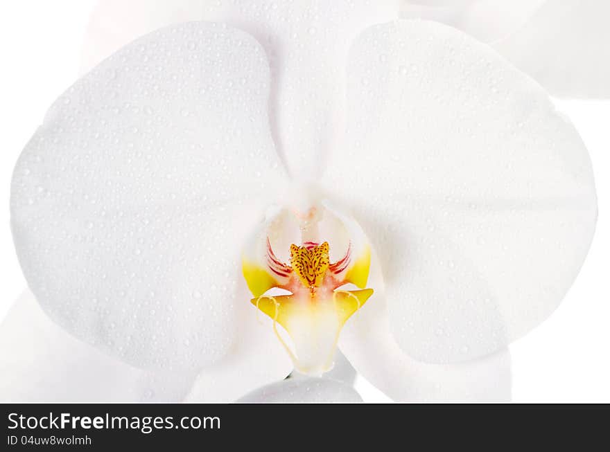 Close-up of white orchids flowers