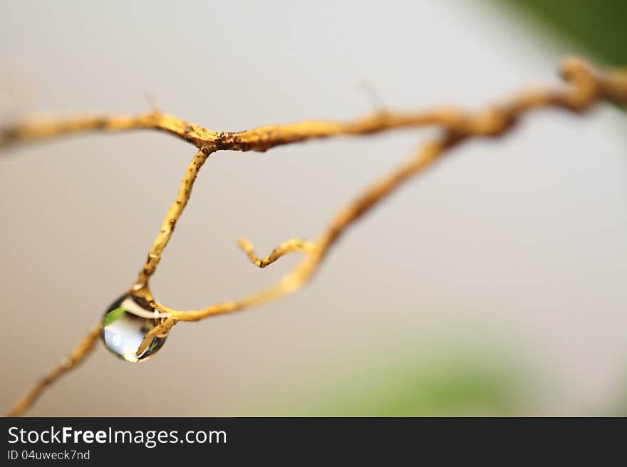 Macro image of leaves and drops of water. Macro image of leaves and drops of water