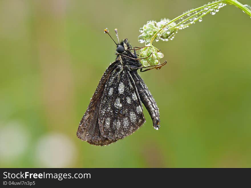 The large chequered skipper (Heteropterus morpheus). Early dewy morning. The large chequered skipper (Heteropterus morpheus). Early dewy morning.