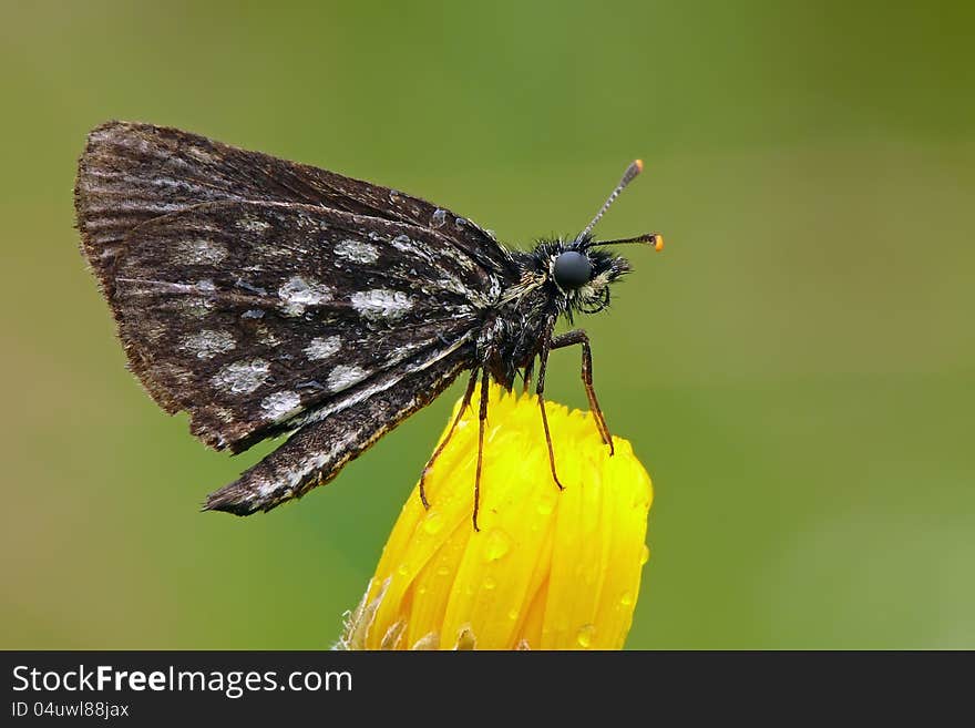 The large chequered skipper (Heteropterus morpheus). Early dewy morning. The large chequered skipper (Heteropterus morpheus). Early dewy morning.