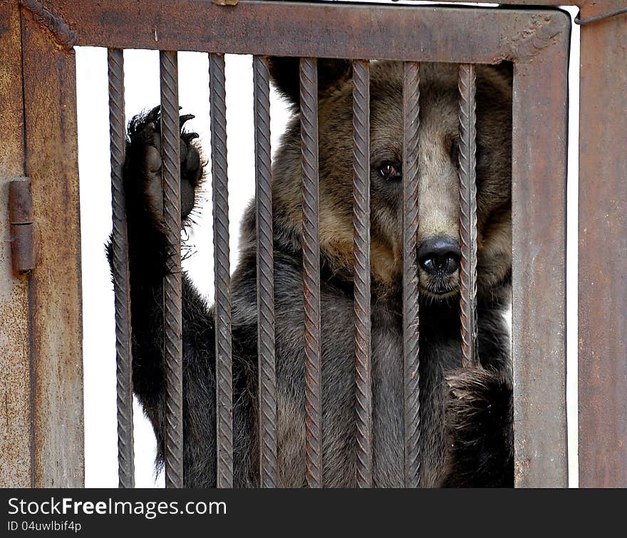 Live bear behind grids of a cage. Live bear behind grids of a cage