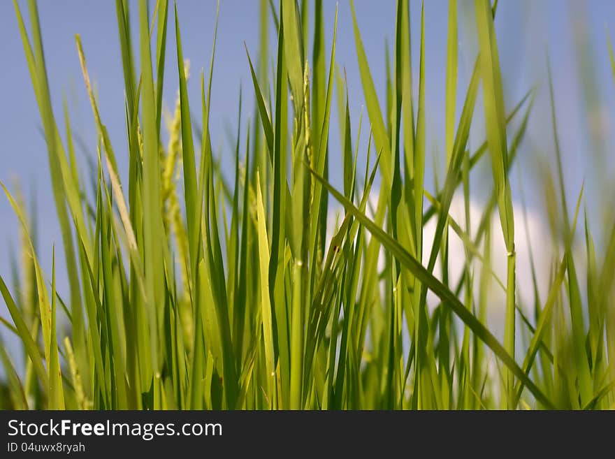 A photo of close up of a rice in a filed. A photo of close up of a rice in a filed