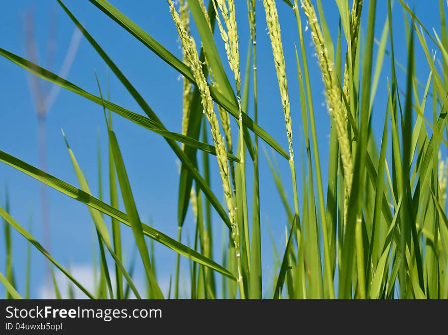 A photo of close up of a rice in a filed. A photo of close up of a rice in a filed