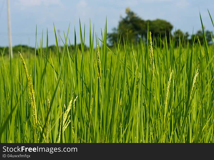 A photo of close up of a rice in a filed. A photo of close up of a rice in a filed