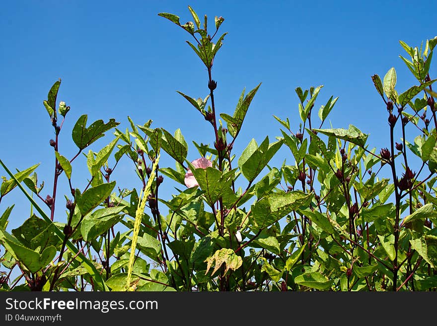 Closed up Roselle and blue sky