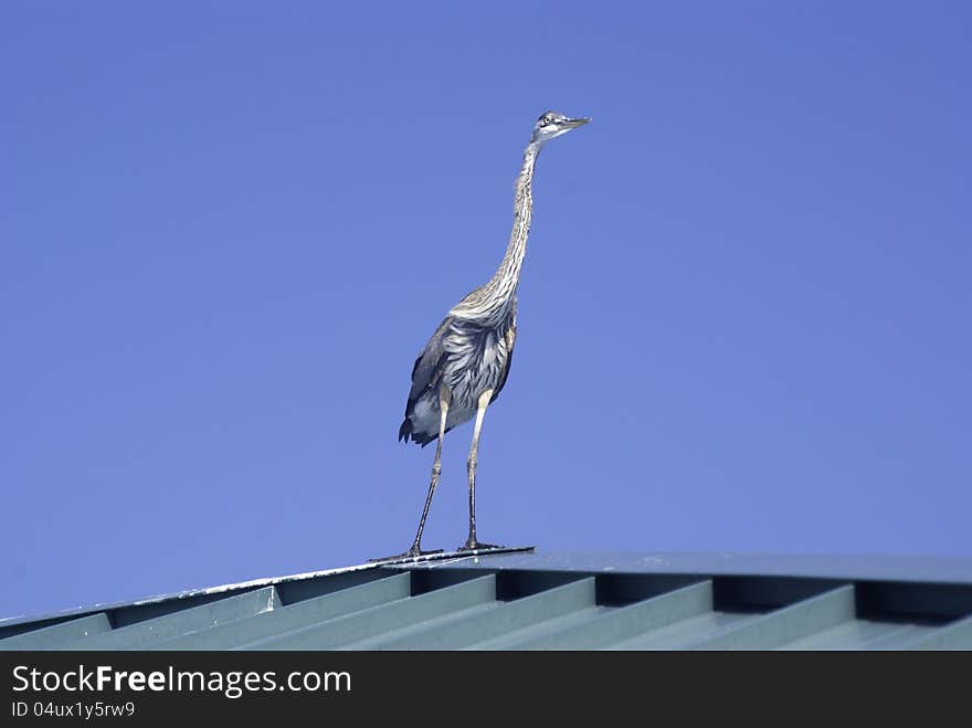 Blue Heron Standing Tall