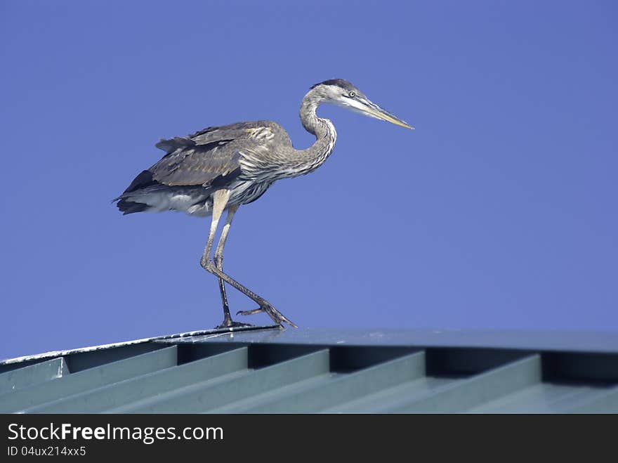 Blue Heron