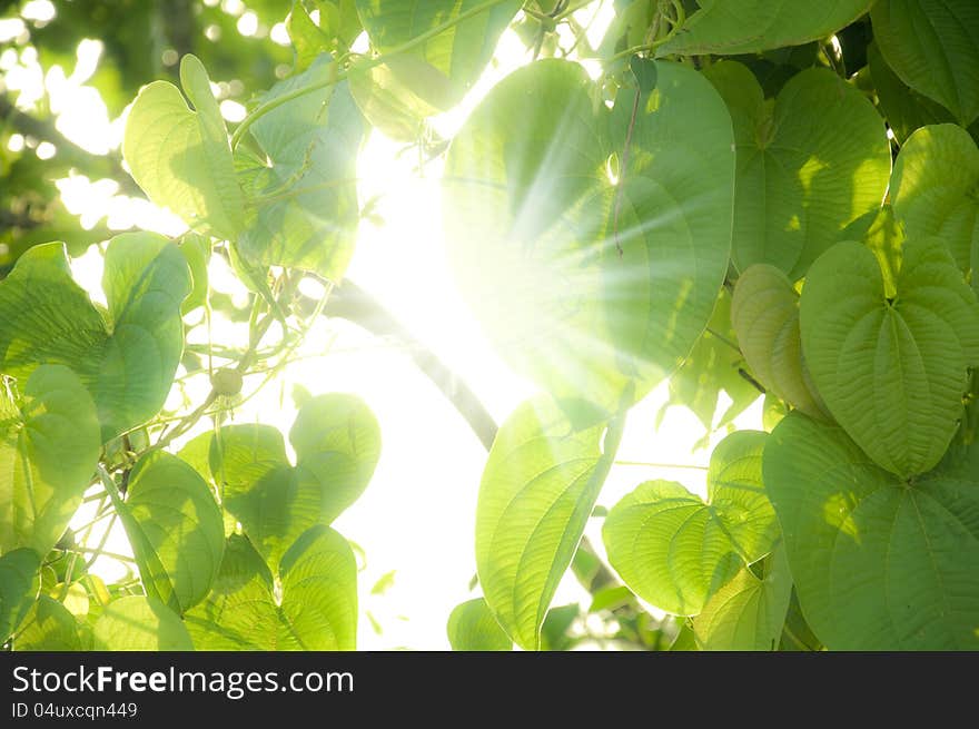 Bright sunlight coming through green leaves. Bright sunlight coming through green leaves