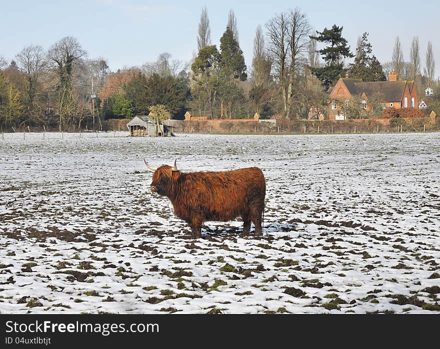 Longhorn Highland Cow standing in the snow