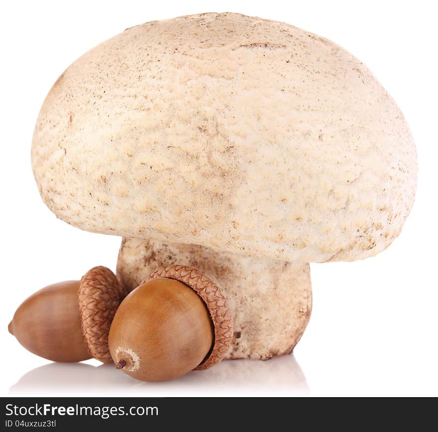 Big champignon with acorns on white background