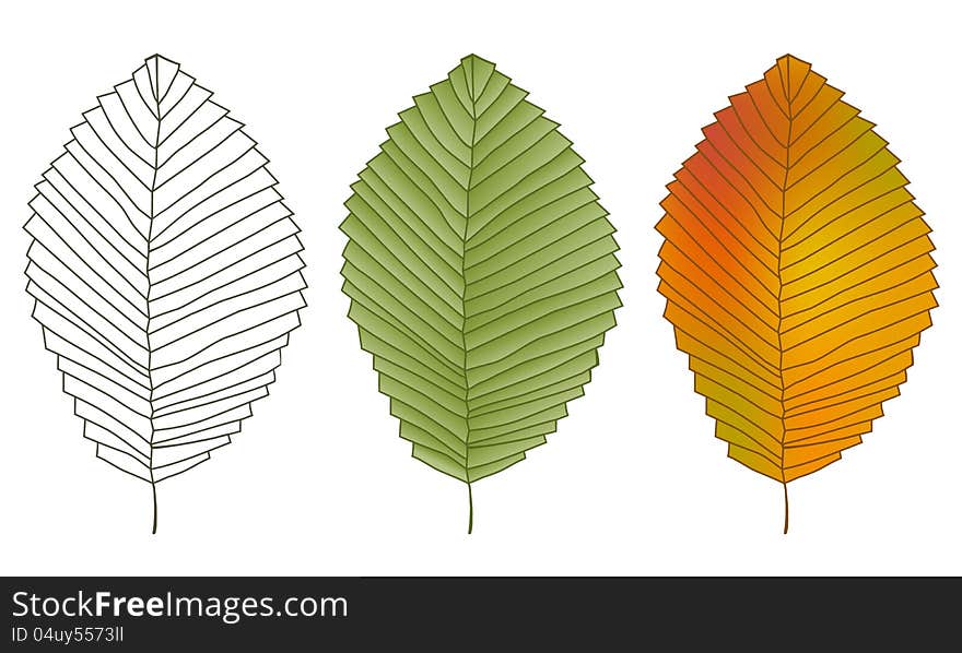 Three leaves on white background. Vector Illustration. Three leaves on white background. Vector Illustration