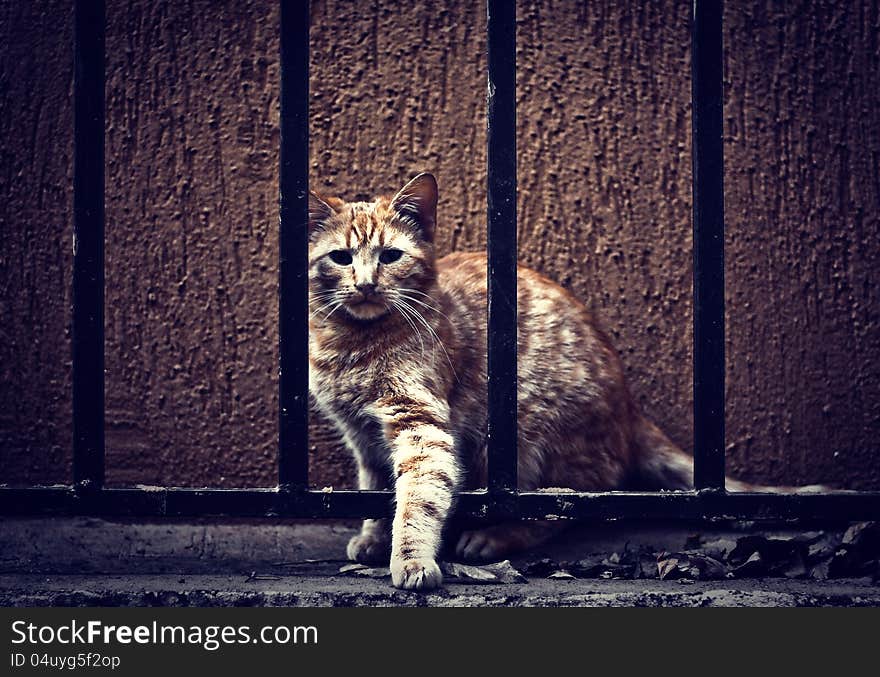 Cat Behind Fence