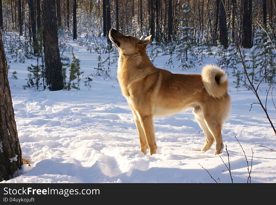 In winter forest dog waits squirrel. In winter forest dog waits squirrel