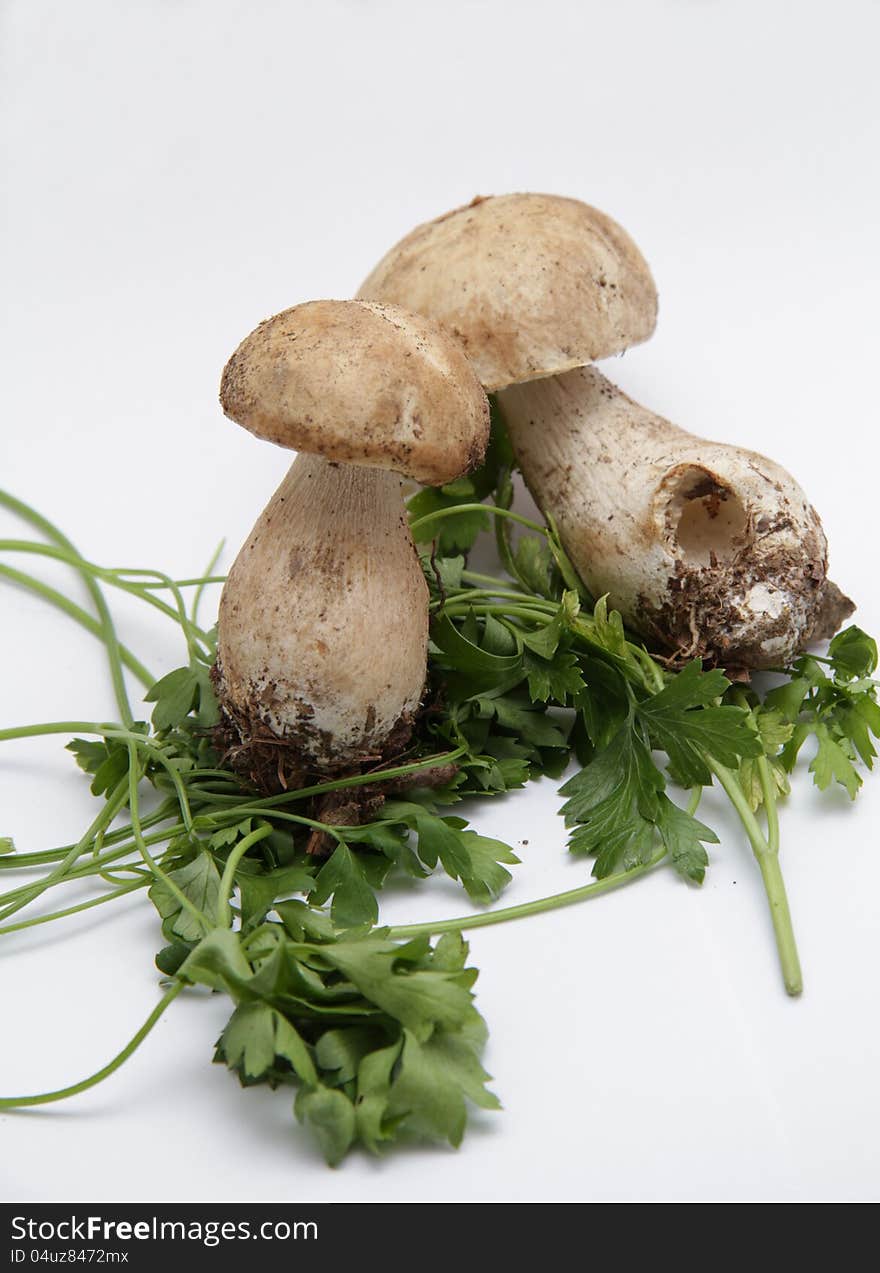 Mushrooms - Boletus