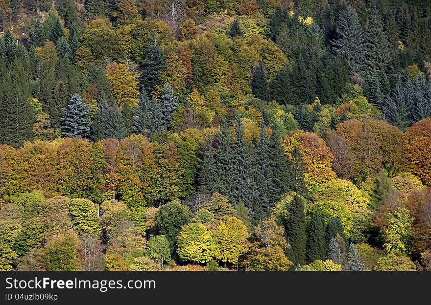 Colorful autumn trees