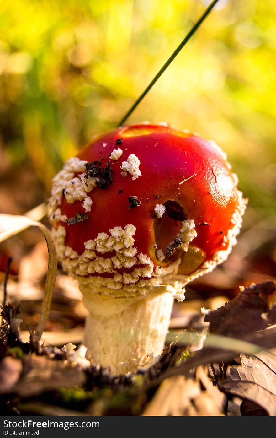 Red danger mushroom