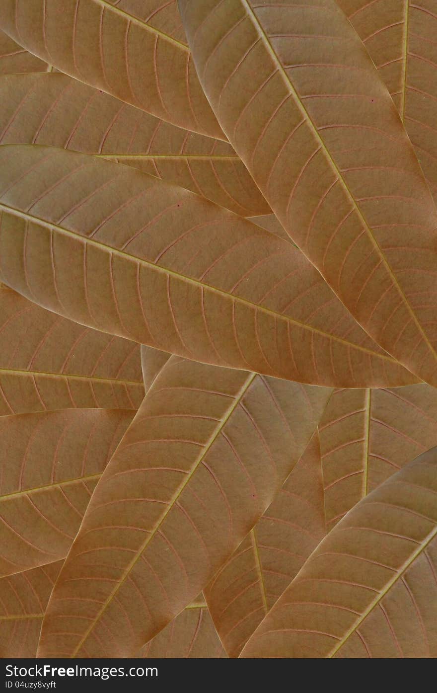 Leaves of mango tree