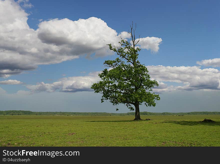 Tree in a green field on blue sky. Tree in a green field on blue sky