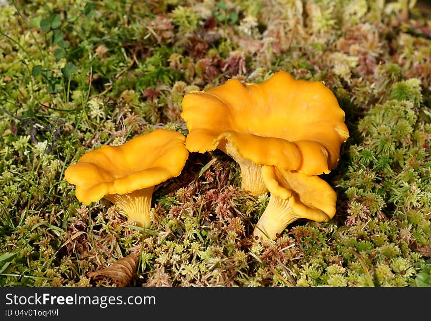 chanterelles best mushrooms