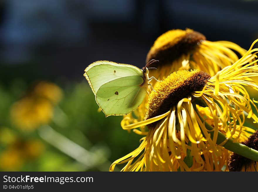 Brimstone butterfly eating nectar from a yellow flower. Brimstone butterfly eating nectar from a yellow flower