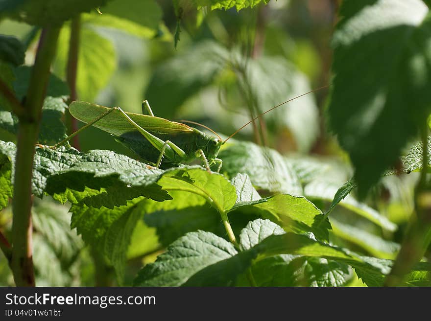 Katydid