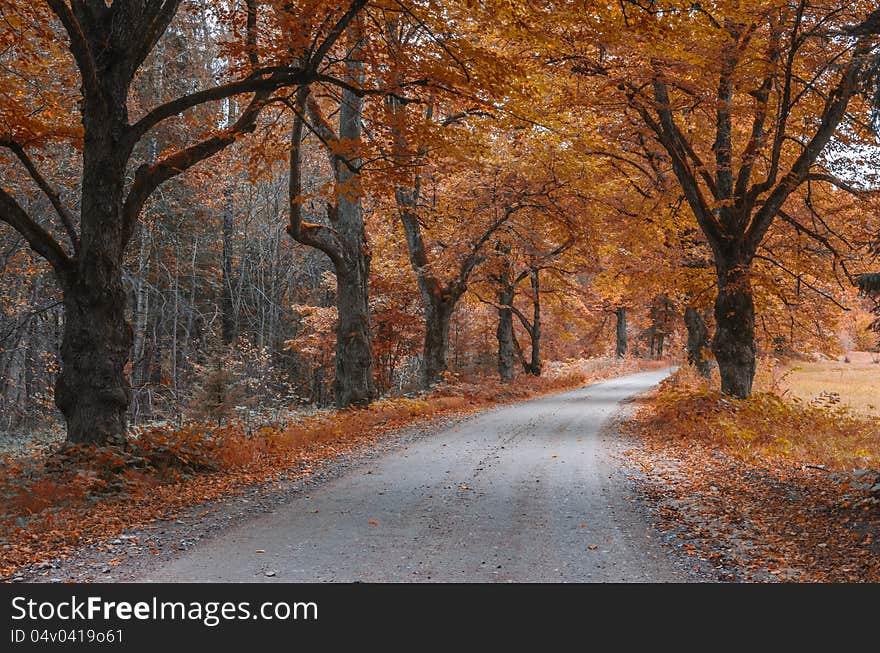 Country road among old autumnal oaks